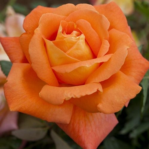 Vendita, rose rose climber - arancione - Rosa Louis De Funes® Gpt - rosa dal profumo discreto - Meilland International - ,-